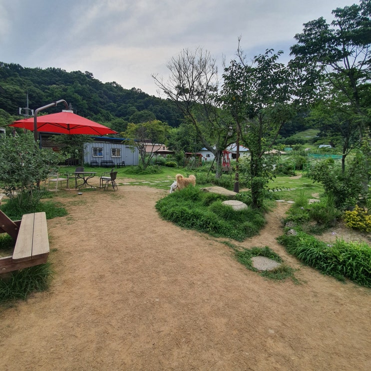  대전 방동저수지 애견카페 이누인 다녀옴!