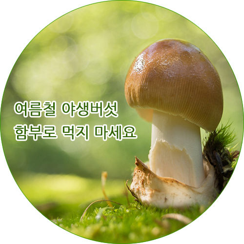  여름철 야생버섯, 겉모습만 보고 식용여부를 섣불리 판단하고 먹지 마세요