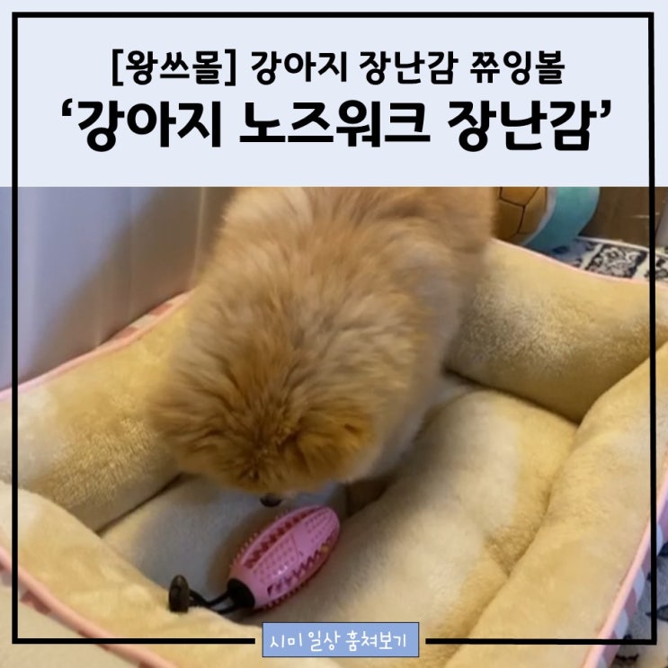  왕쓰몰_강아지 노즈워크 장난감 '쮸잉볼'