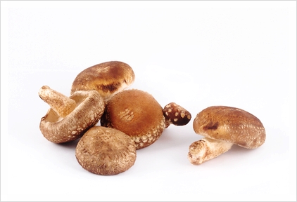 장 건강에 좋고 향이 좋은 표고버섯의 능력
