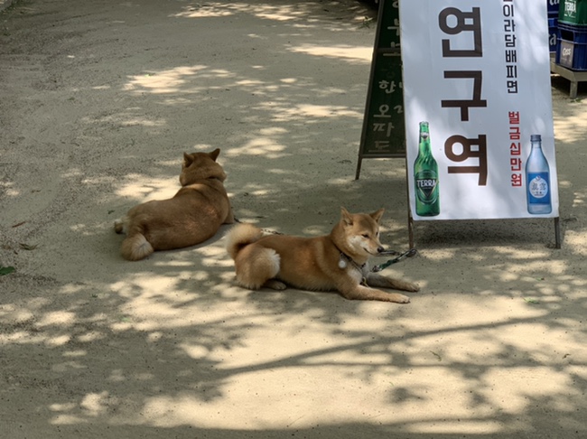  일상 | 반가우시바!