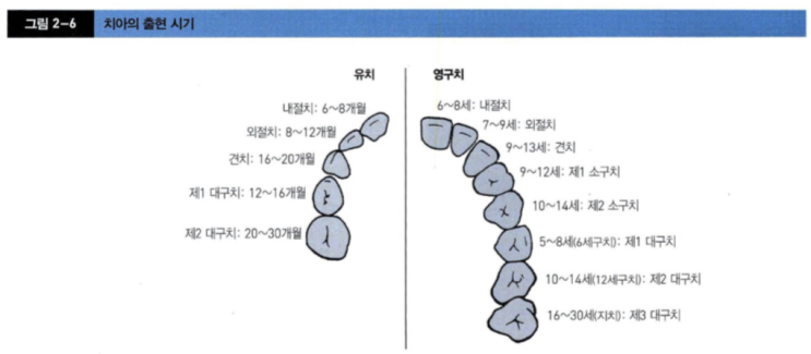  아기의 치아 관리 신경 써주세요(유치 나는 시기)