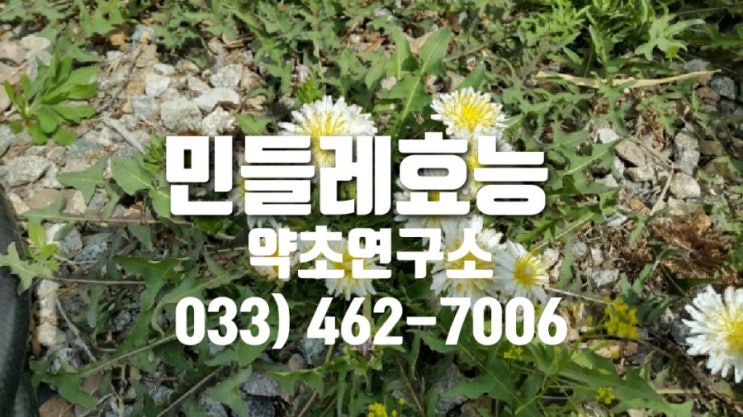  민들레효능