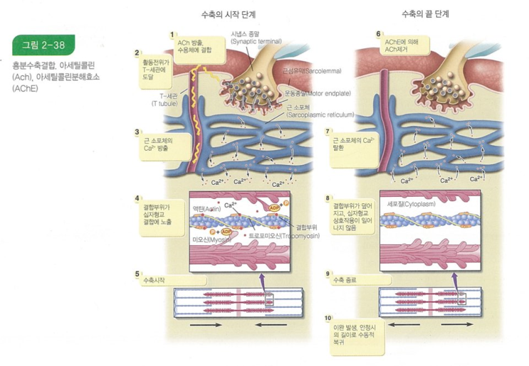  NASM-CPT Chapter.2 활주이론과 운동단위