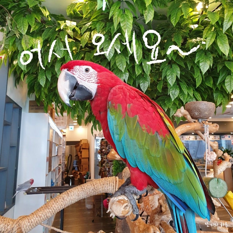  위례신도시카페, 앵무새카페 - 버드소리 위례점