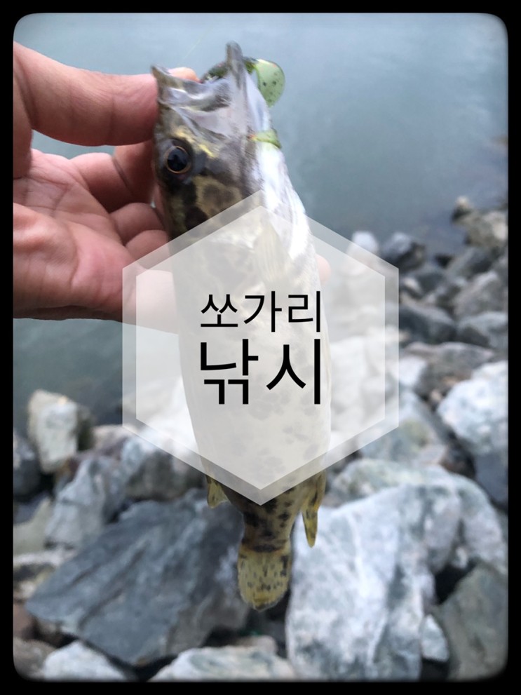 [충북] 충북 쏘가리 낚시~!(feat.밤당.라순)