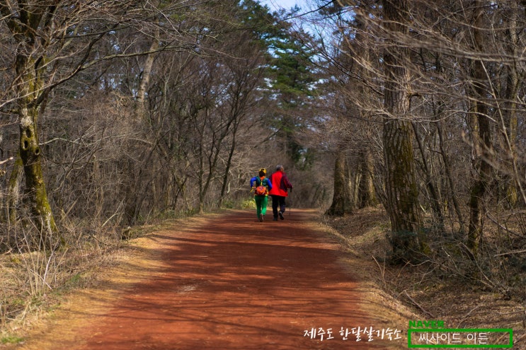  이름보다 멋진 곳 "사려니숲길" [제주도 한달살기 숙소 씨사이드 이든 추천]