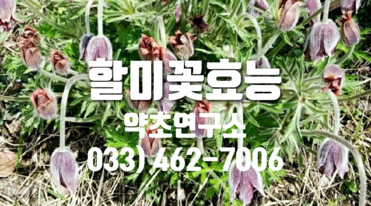  할미꽃효능