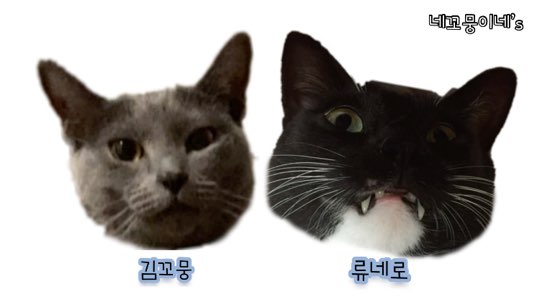  네꼬뭉이와의 만남