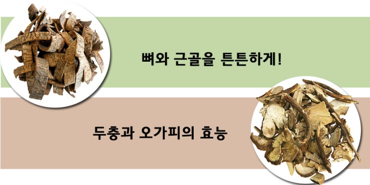  두충과 오가피 관절 건강에 좋다.