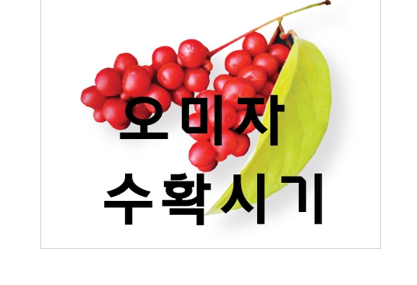 오미자 수확시기 오미자수확시기