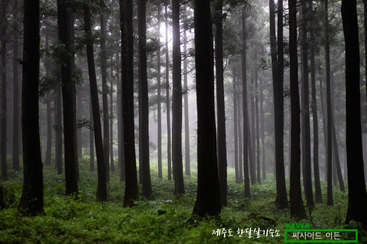  스트레스가 뭐예요? "절물자연휴양림" [제주도 한달살기 숙소 씨사이드 이든 추천]