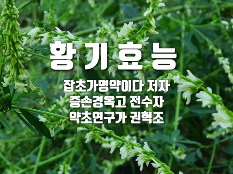  황기효능
