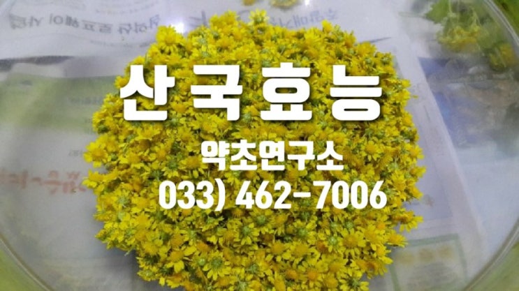  산국 효능