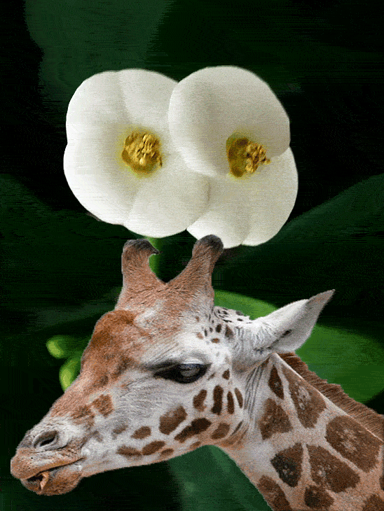  기린(A giraffe)