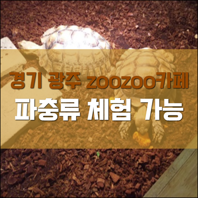 경기도 광주 파충류 체험 가능한 zoozoo카페