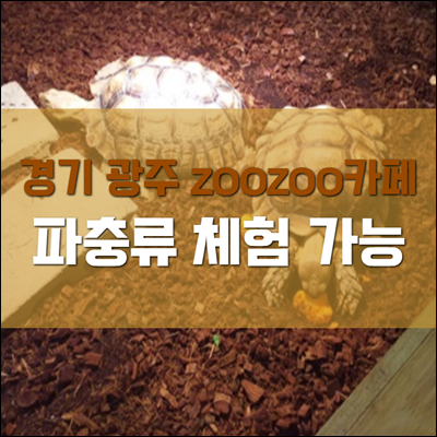 경기도 광주 파충류 체험 가능한 zoozoo카페 경기도 광주 파충류 체험 가능한 zoozoo카페