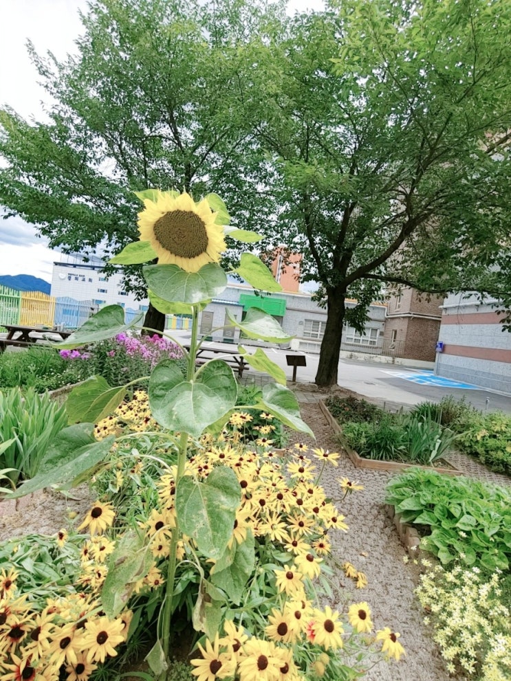 용인 7월의 고림초등학교 용인 7월의 고림초등학교