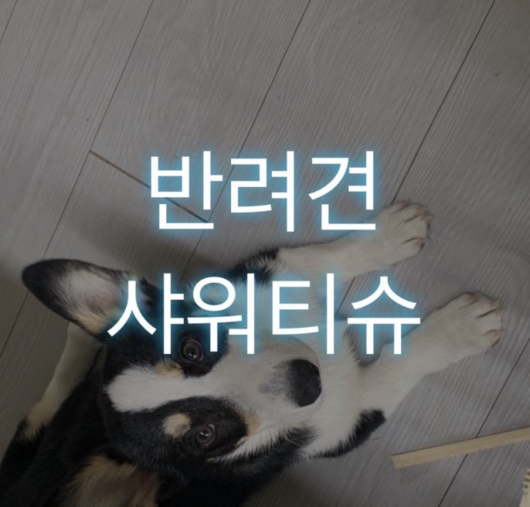  강아지 샤워티슈 추천! : 버블티슈