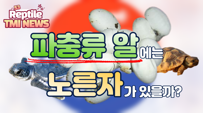  Reptile TMI NEWS (53회) - 파충류 알에는 노른자가 있을까?