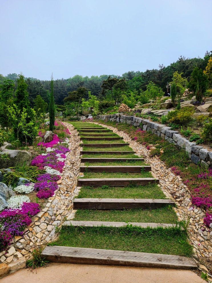  안산 대부도 바다향기수목원 꽃잔디계단