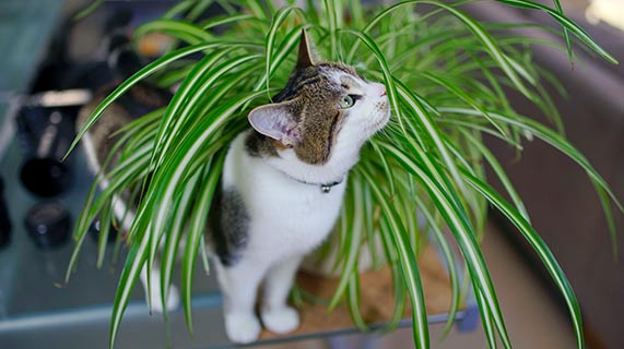 고양이 친화적인 실내 화초와 꽃 선택하기