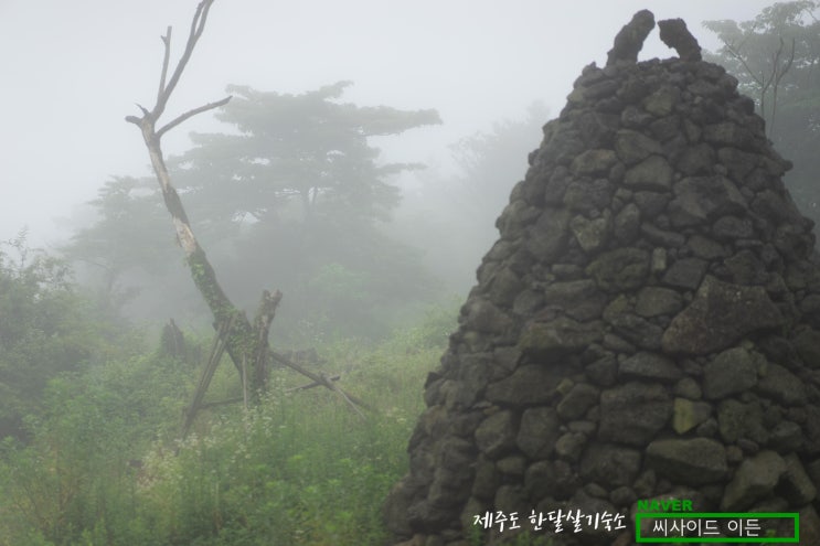  혼자가면 조금 무서운 "교래자연휴양림" [제주도 한달살기 숙소 씨사이드 이든 추천]