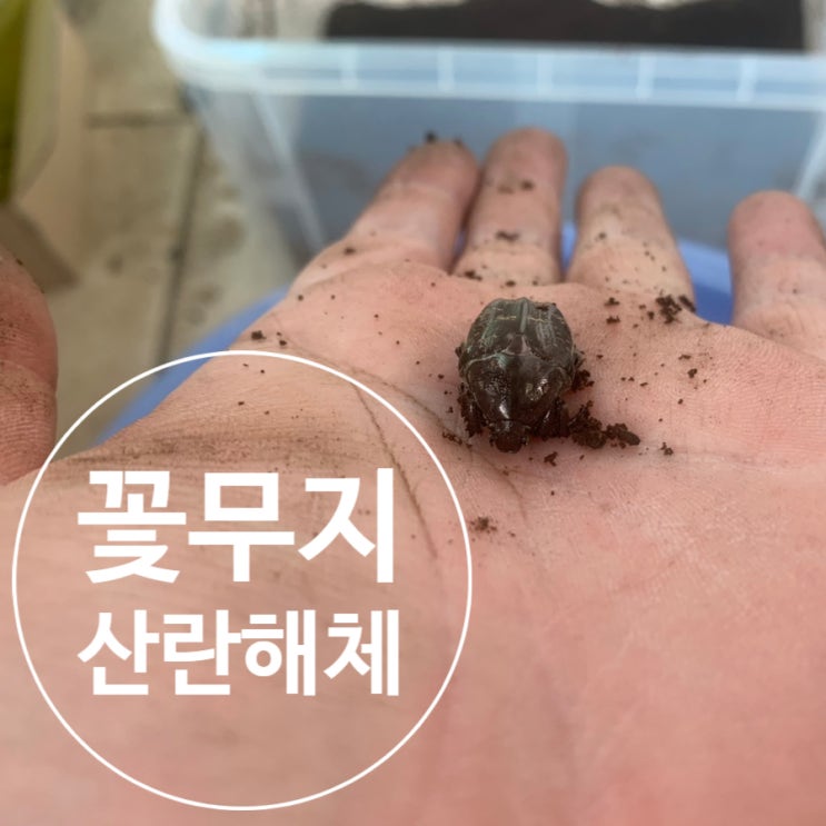  흰점박이꽃무지 산란해체 1차