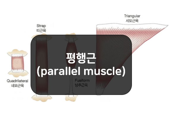  평행근육 섬유 배열 - 방추근육, 띠근육, 네모근육, 세모근육