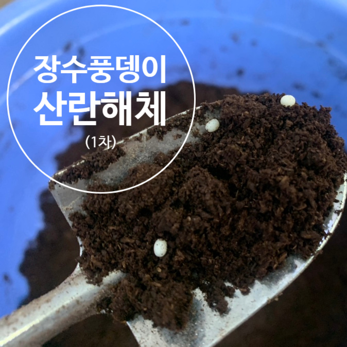  장수풍뎅이 산란해체 (1차), 올해 첫 산란해체