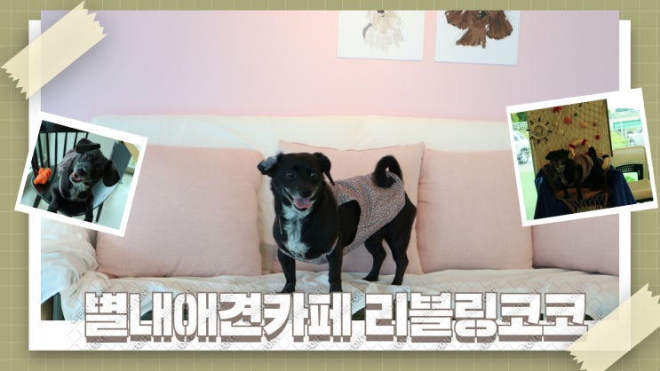 남양주 별내애견카페 '리블링코코 Liebling CoCo' ( 구. 투테일스 ) 애견운동장도 있어요 남양주 별내애견카페 '리블링코코 Liebling CoCo' ( 구. 투테일스 ) 애견운동장도 있어요