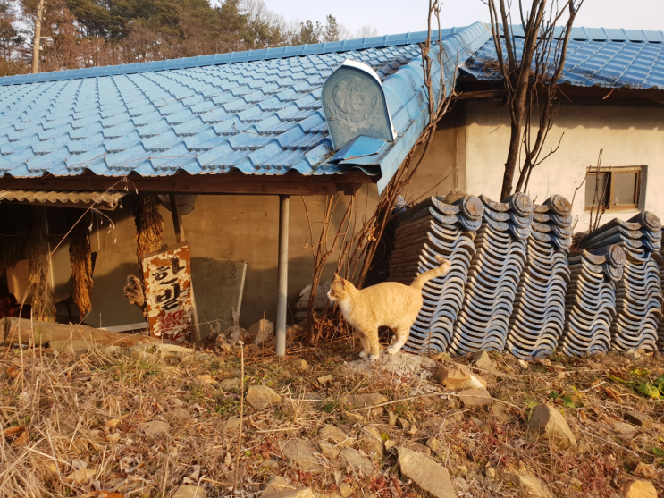  [사진] 시골의 고양이들