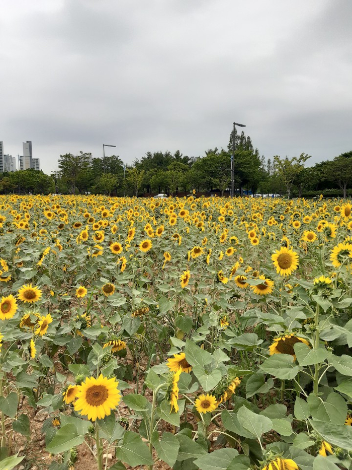  안산 해바라기 꽃밭