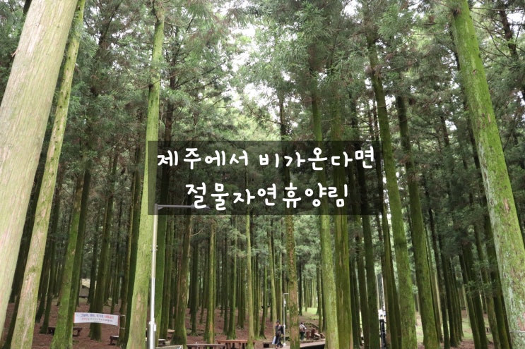  비오는날이면 제주 절물자연휴양림