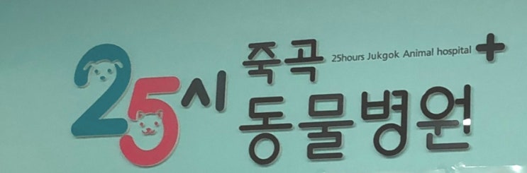  대구 동물병원 25시죽곡동물병원에서 말티즈 슬개골탈구 수술한 이야기 (feat 견주로 빙의하는 수의사쌤)