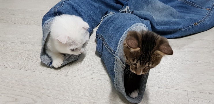  고양이 키우기 - 이슬이, 초롱이는 찐~가족입니다^^