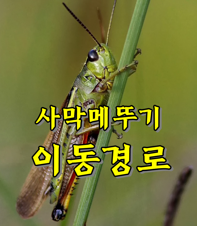  사막메뚜기 떼 이동경로, 중국 이동중