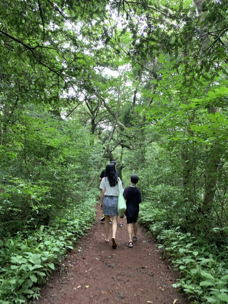제주여행 비자림(jeju bijarim forest) 아이들과 숲길 걷기