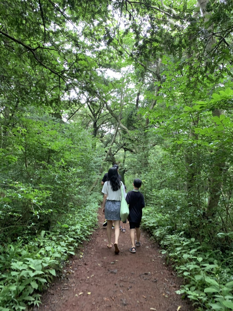  제주여행 비자림(jeju bijarim forest) 아이들과 숲길 걷기