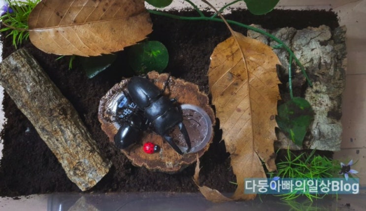 사슴벌레 키우기(2) - 사슴벌레 페어링 짝짓기, 암컷 수컷 합사 사슴벌레 키우기(2) - 사슴벌레 페어링 짝짓기, 암컷 수컷 합사