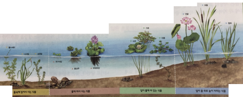 연못 물에 사는 미세한 식물