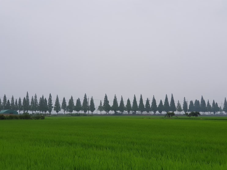  창원 죽동마을 메타세콰이어길 - 부산근교 비오는 날의 드라이브 코스 추천
