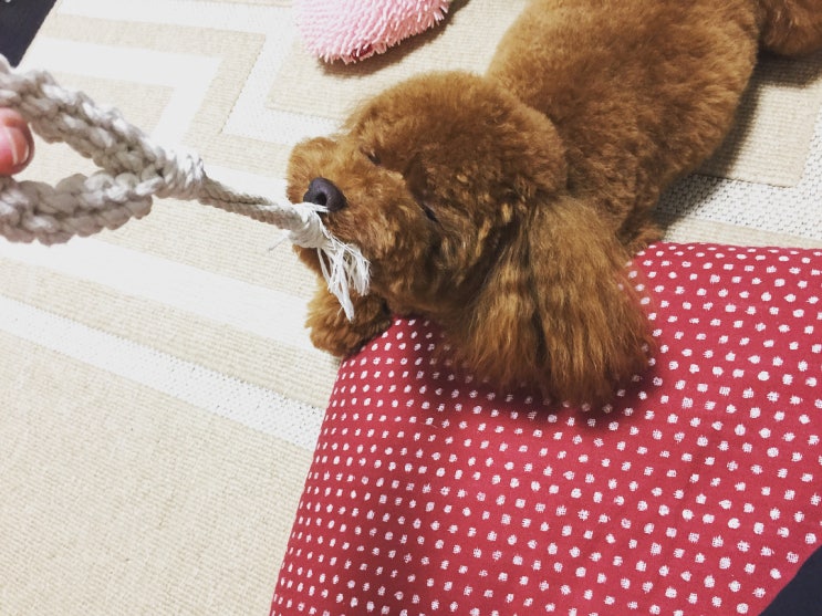  토이푸들 성격 털빠짐 2년간키운 견주가 알려드림