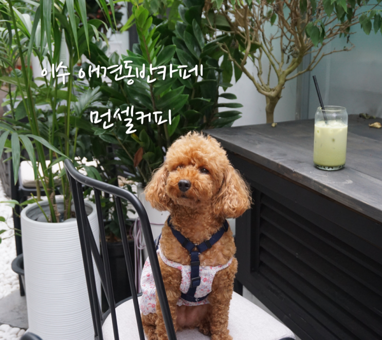  이수역카페 ] 먼셀커피 : 사당 분위기 좋은 애견동반 카페