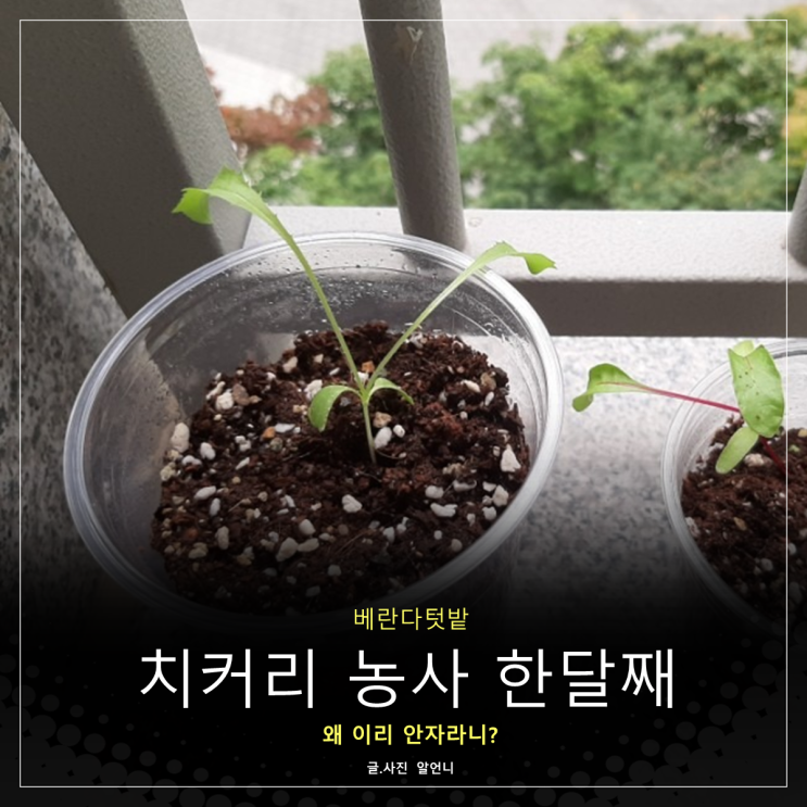  치커리 농사 한달째 상황보고