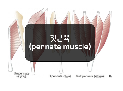 깃근육 섬유 배열 - 반깃근육, 깃근육, 뭇깃근육