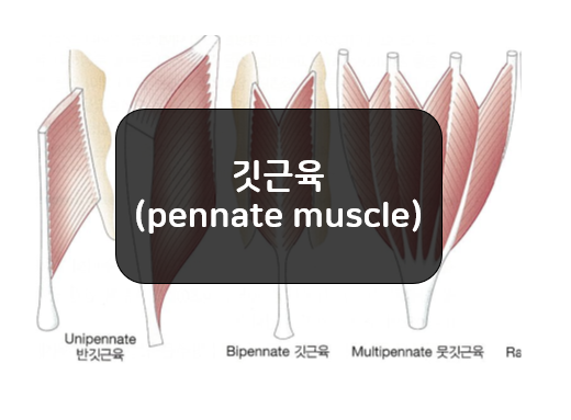  깃근육 섬유 배열 - 반깃근육, 깃근육, 뭇깃근육