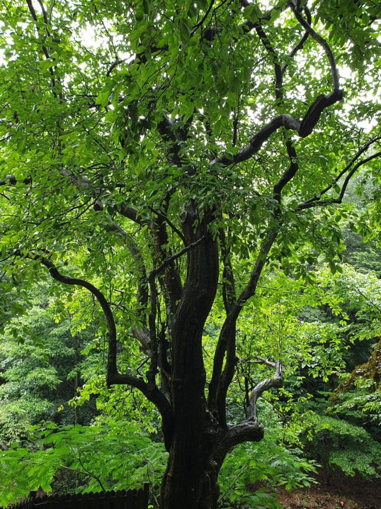 순창 가볼만한곳, 강천사 모과나무(전라북도 기념물 제97호)