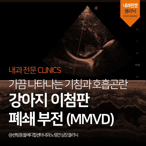  [심장전문진료] 강아지 이첨판 폐쇄 부전(MMVD) (노령견 정밀건강검진 동물병원)