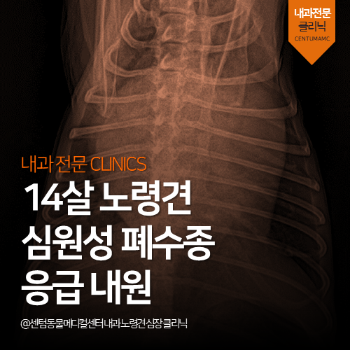  [심장전문진료] 강아지 심원성 폐수종 응급 내원 (노령견 동물병원)